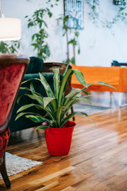 Indoor Plants