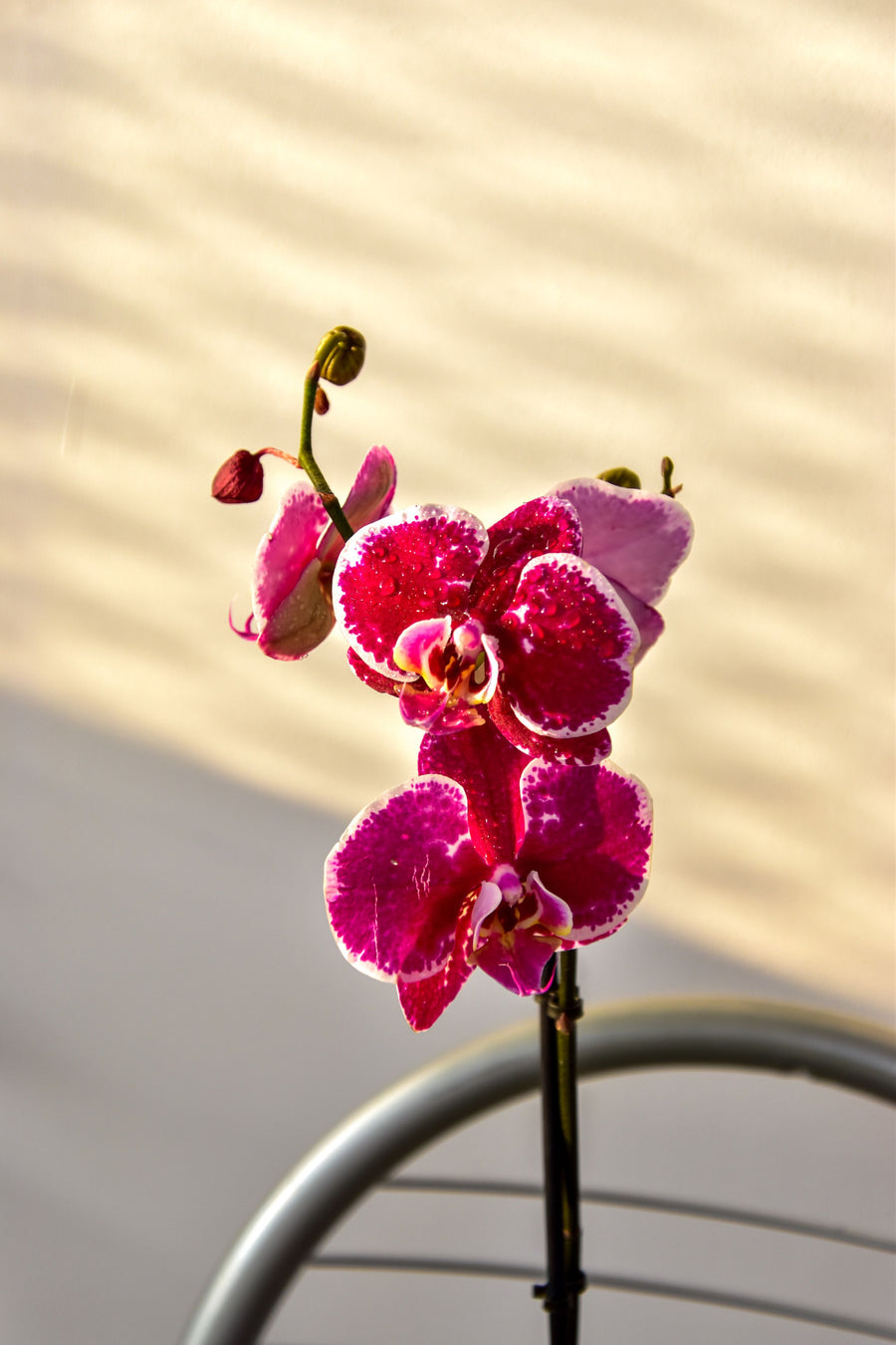 Orchids
