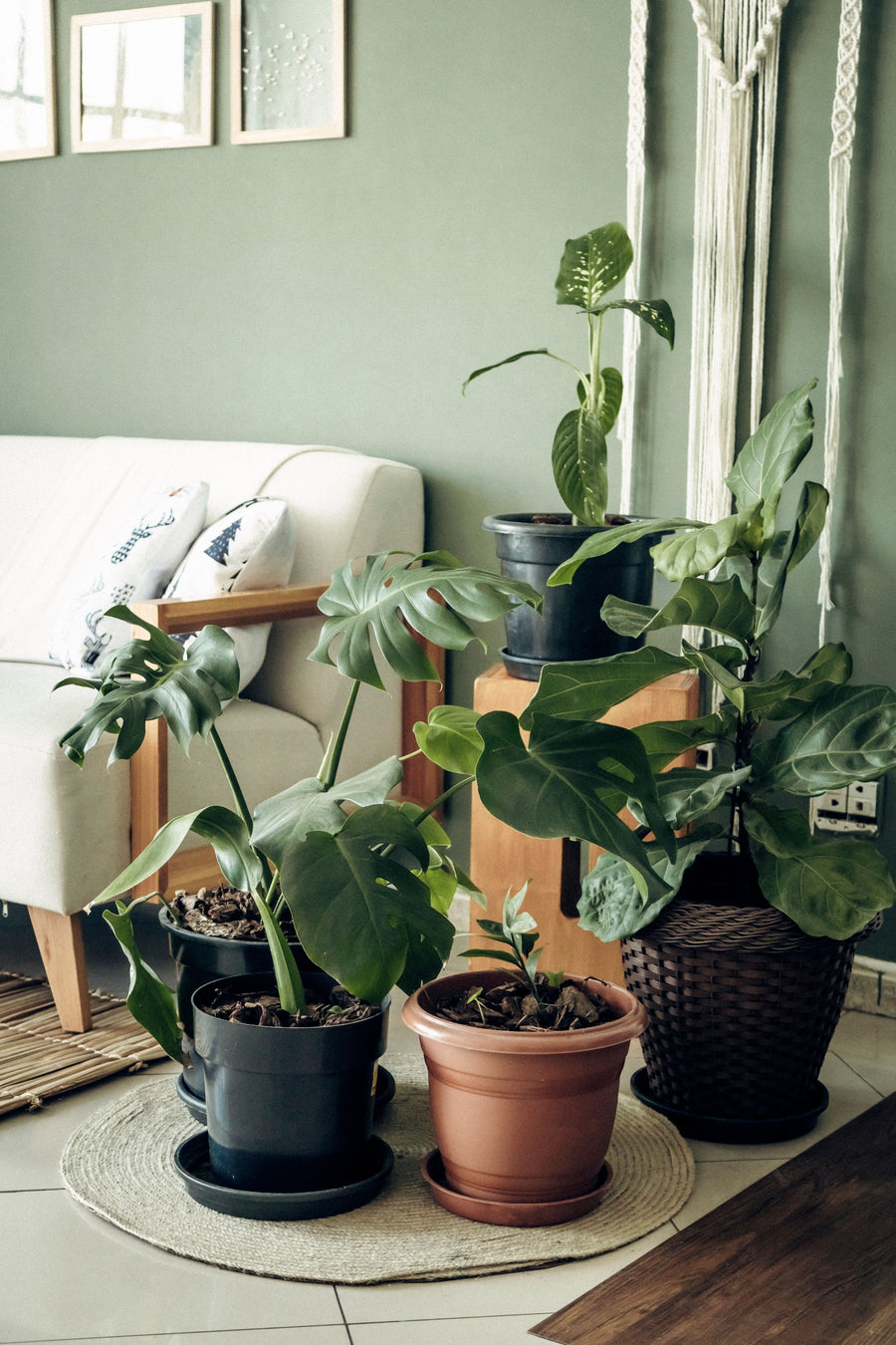 Indoor Plants
