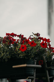 Flowering Plants
