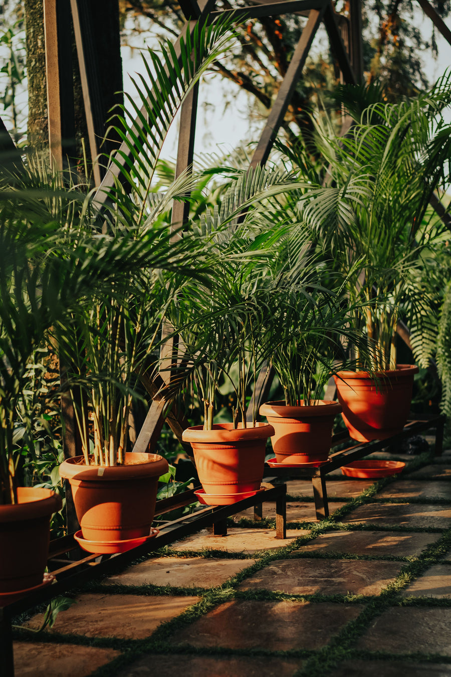 Outdoor Plants