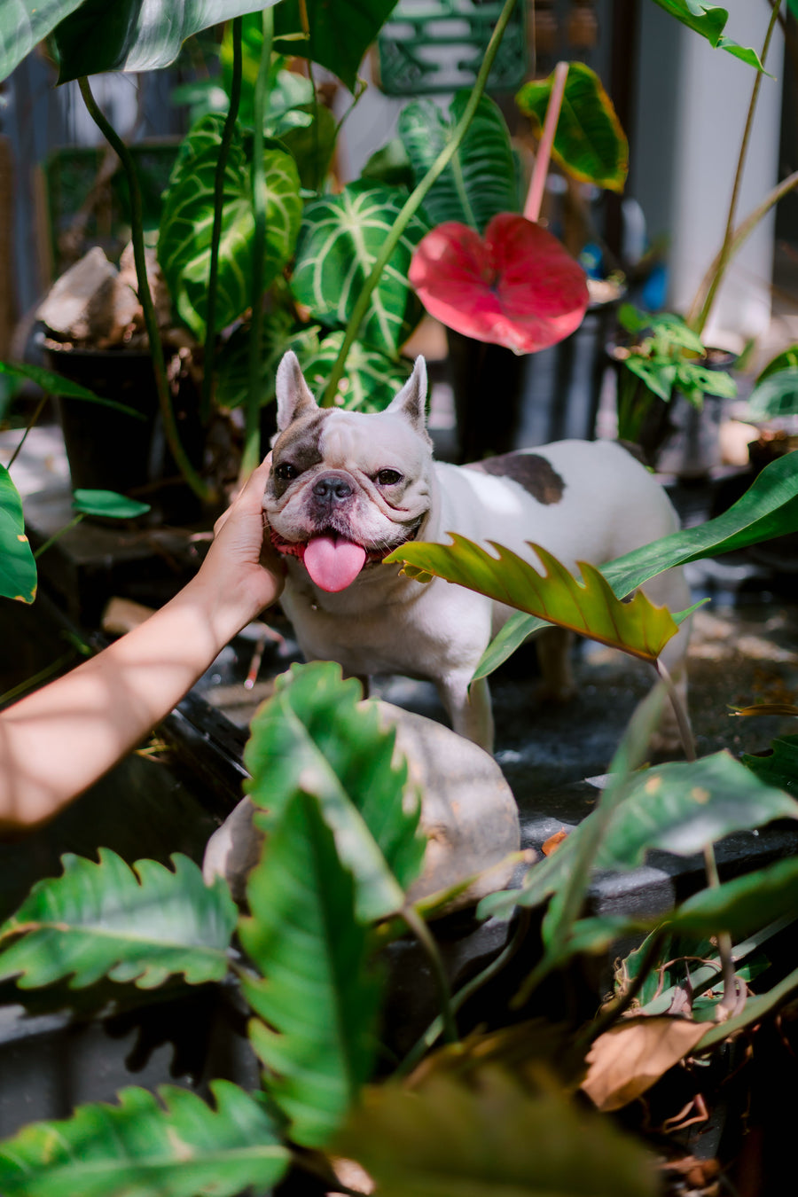 Pet friendly