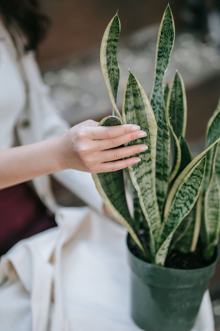 Easy Care plants