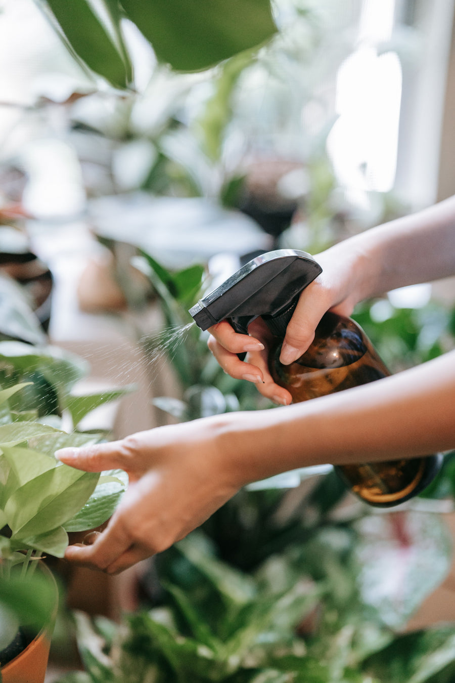 Plant Care