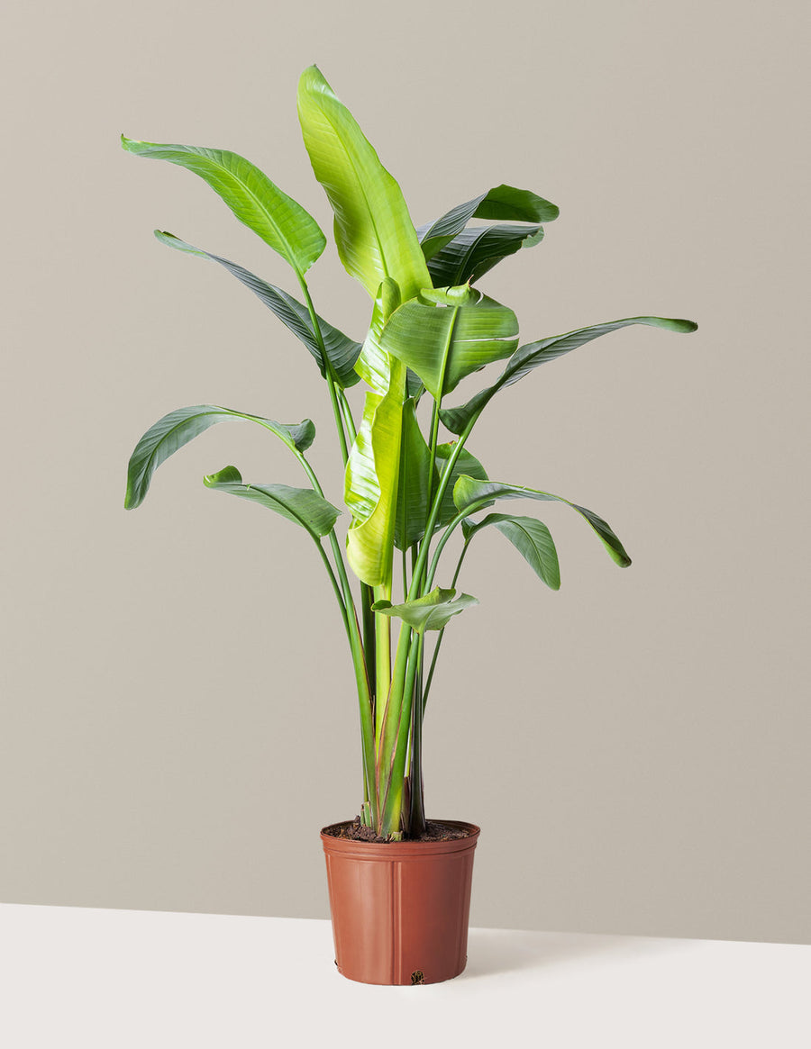 Bird of Paradise