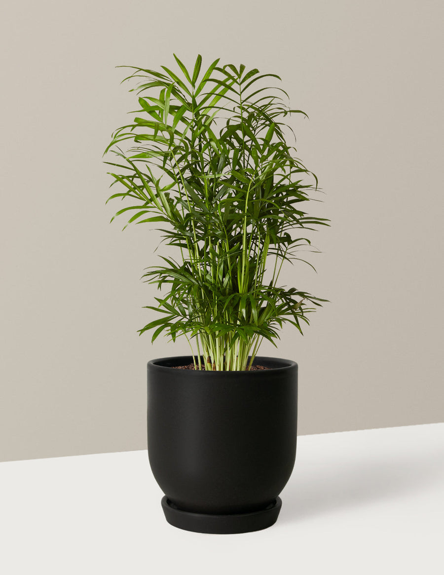 Parlor Palm - Pet-friendly and low-maintenance, the Parlor Palm is a classic indoor plant