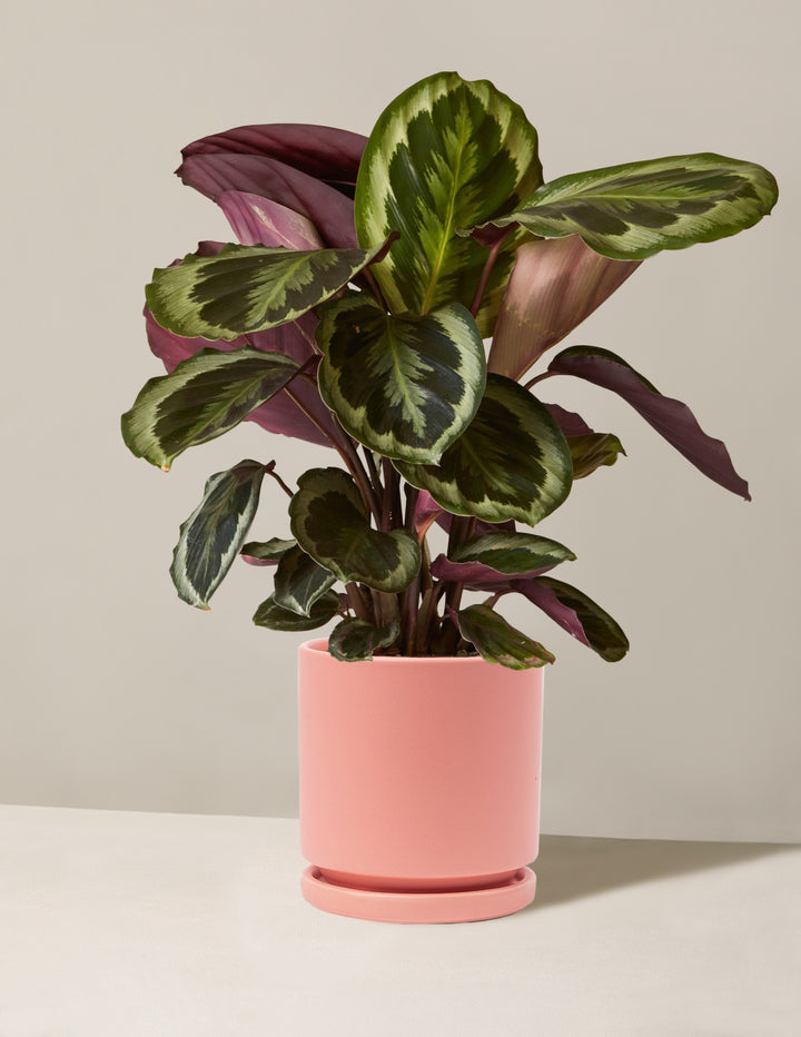 Calathea Medallion  - With striking green-and-purple leaves